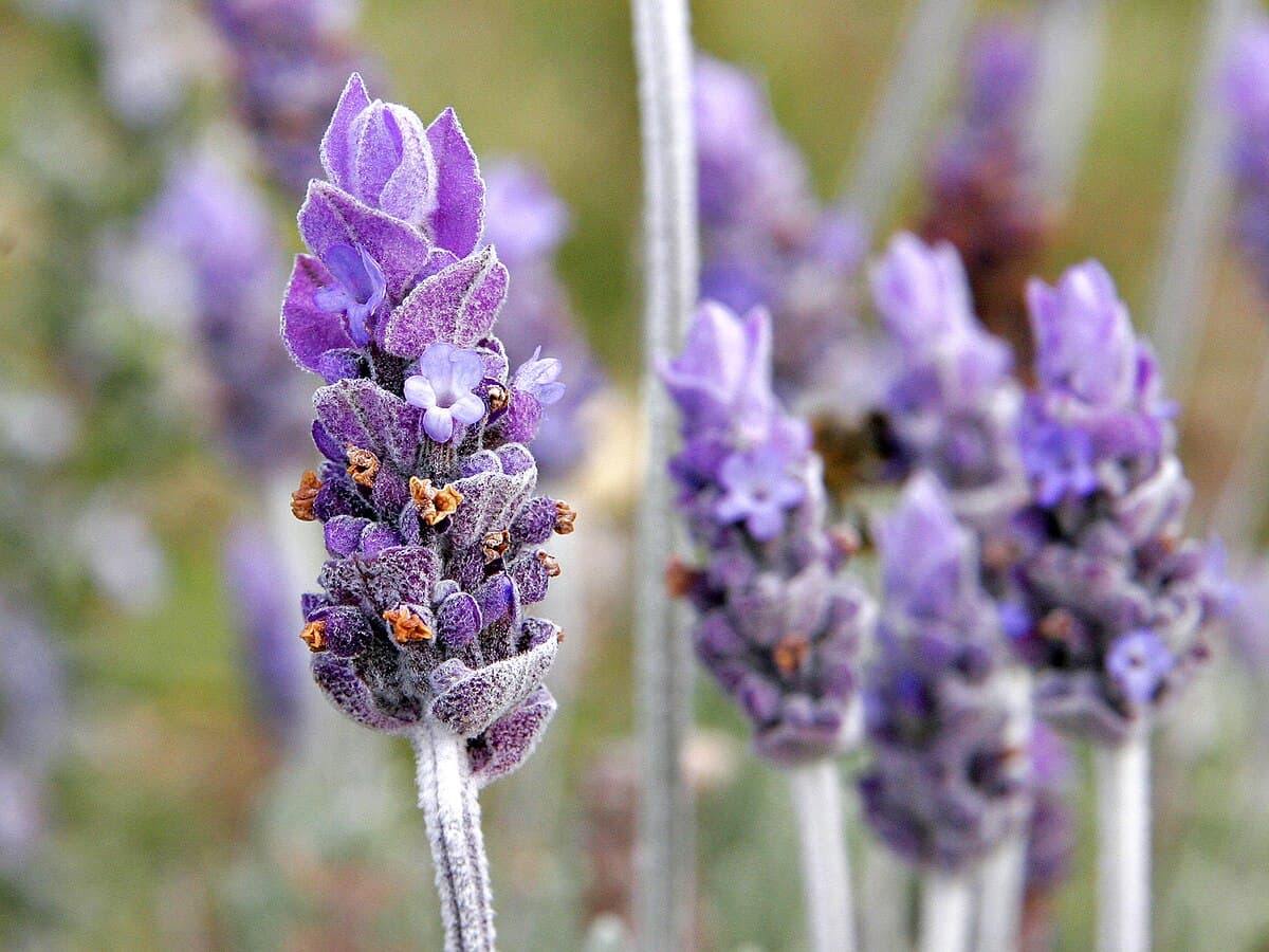 Lavender for Stress Relief