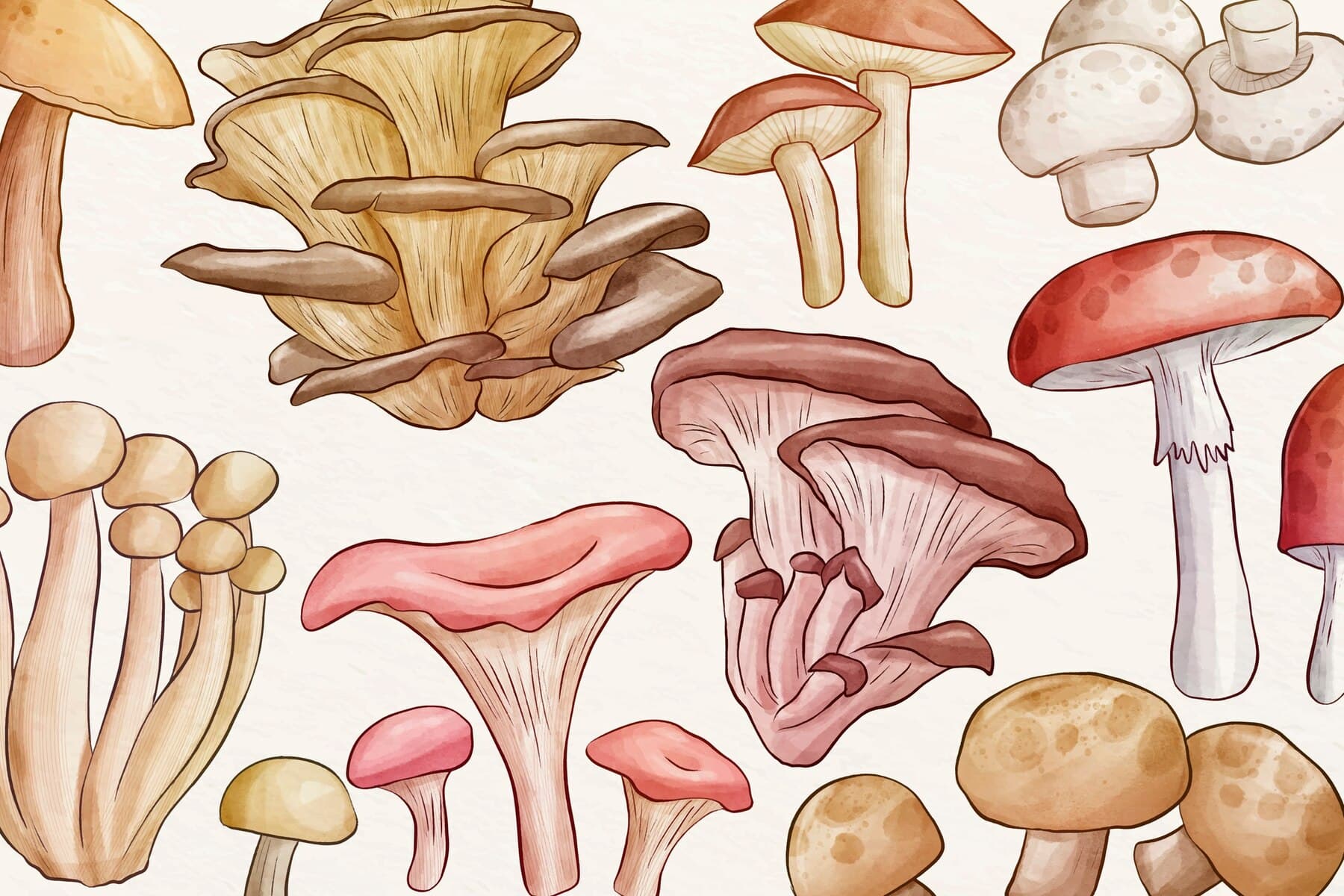 Various medicinal mushrooms